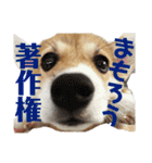 使い所がむつかしい コーギーのりんごさん（個別スタンプ：9）