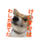 使い所がむつかしい コーギーのりんごさん（個別スタンプ：11）