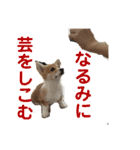 使い所がむつかしい コーギーのりんごさん（個別スタンプ：14）