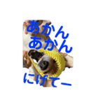 使い所がむつかしい コーギーのりんごさん（個別スタンプ：20）