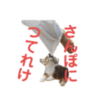 使い所がむつかしい コーギーのりんごさん（個別スタンプ：22）