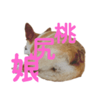 使い所がむつかしい コーギーのりんごさん（個別スタンプ：24）
