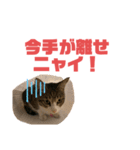 レオおコメちゃん（個別スタンプ：6）