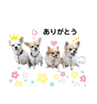 チワワトーク1（個別スタンプ：3）