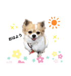 チワワトーク1（個別スタンプ：5）