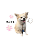 チワワトーク1（個別スタンプ：10）