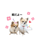 チワワトーク1（個別スタンプ：20）