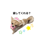 チワワトーク1（個別スタンプ：27）