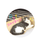 まったりーすたんぷ2（個別スタンプ：7）