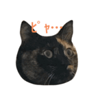 おこげと七味2（個別スタンプ：4）