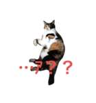おこげと七味2（個別スタンプ：10）