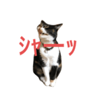 おこげと七味2（個別スタンプ：11）