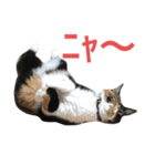 おこげと七味2（個別スタンプ：13）