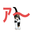 おこげと七味2（個別スタンプ：14）