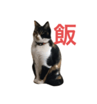 おこげと七味2（個別スタンプ：15）