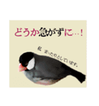 和洋折衷 丁寧語で話すビジネス文鳥ちゃん（個別スタンプ：9）