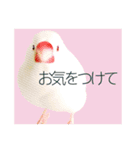 和洋折衷 丁寧語で話すビジネス文鳥ちゃん（個別スタンプ：11）