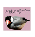 和洋折衷 丁寧語で話すビジネス文鳥ちゃん（個別スタンプ：13）