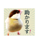 和洋折衷 丁寧語で話すビジネス文鳥ちゃん（個別スタンプ：16）