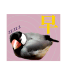 和洋折衷 台湾語で話す文鳥ちゃん！（個別スタンプ：1）