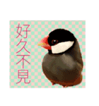 和洋折衷 台湾語で話す文鳥ちゃん！（個別スタンプ：3）