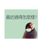 和洋折衷 台湾語で話す文鳥ちゃん！（個別スタンプ：4）