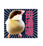 和洋折衷 台湾語で話す文鳥ちゃん！（個別スタンプ：9）