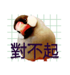 和洋折衷 台湾語で話す文鳥ちゃん！（個別スタンプ：12）