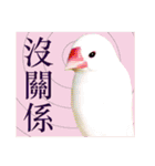 和洋折衷 台湾語で話す文鳥ちゃん！（個別スタンプ：13）