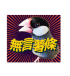 和洋折衷 台湾語で話す文鳥ちゃん！（個別スタンプ：15）