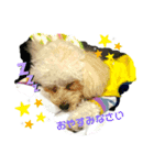 我が家の愛犬むぎちゃんスタンプ（個別スタンプ：1）