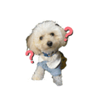 我が家の愛犬むぎちゃんスタンプ（個別スタンプ：2）