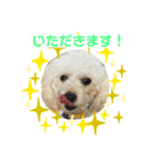 我が家の愛犬むぎちゃんスタンプ（個別スタンプ：4）