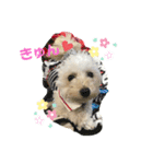 我が家の愛犬むぎちゃんスタンプ（個別スタンプ：5）