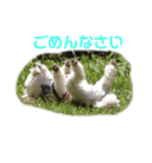 我が家の愛犬むぎちゃんスタンプ（個別スタンプ：6）
