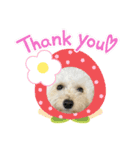 我が家の愛犬むぎちゃんスタンプ（個別スタンプ：7）