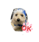 我が家の愛犬むぎちゃんスタンプ（個別スタンプ：8）