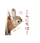 うさぎのやまとさん 第二弾（個別スタンプ：2）