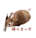 うさぎのやまとさん 第二弾（個別スタンプ：3）