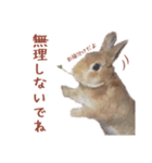 うさぎのやまとさん 第二弾（個別スタンプ：4）