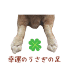 うさぎのやまとさん 第二弾（個別スタンプ：5）
