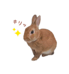 うさぎのやまとさん 第二弾（個別スタンプ：7）