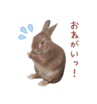 うさぎのやまとさん 第二弾（個別スタンプ：8）