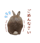 うさぎのやまとさん 第二弾（個別スタンプ：10）