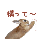 うさぎのやまとさん 第二弾（個別スタンプ：11）