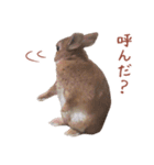 うさぎのやまとさん 第二弾（個別スタンプ：12）
