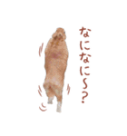 うさぎのやまとさん 第二弾（個別スタンプ：13）
