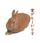 うさぎのやまとさん 第二弾（個別スタンプ：14）