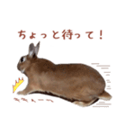 うさぎのやまとさん 第二弾（個別スタンプ：15）