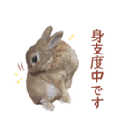 うさぎのやまとさん 第二弾（個別スタンプ：16）